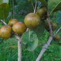 Diospyros melanoxylon Roxb.